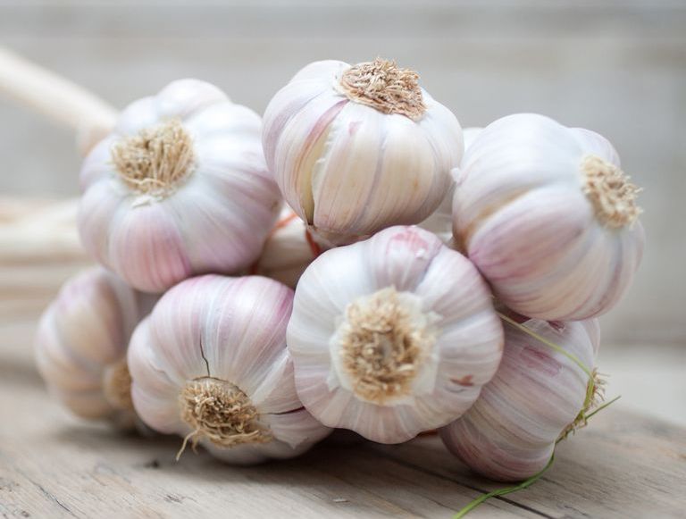 Garlic