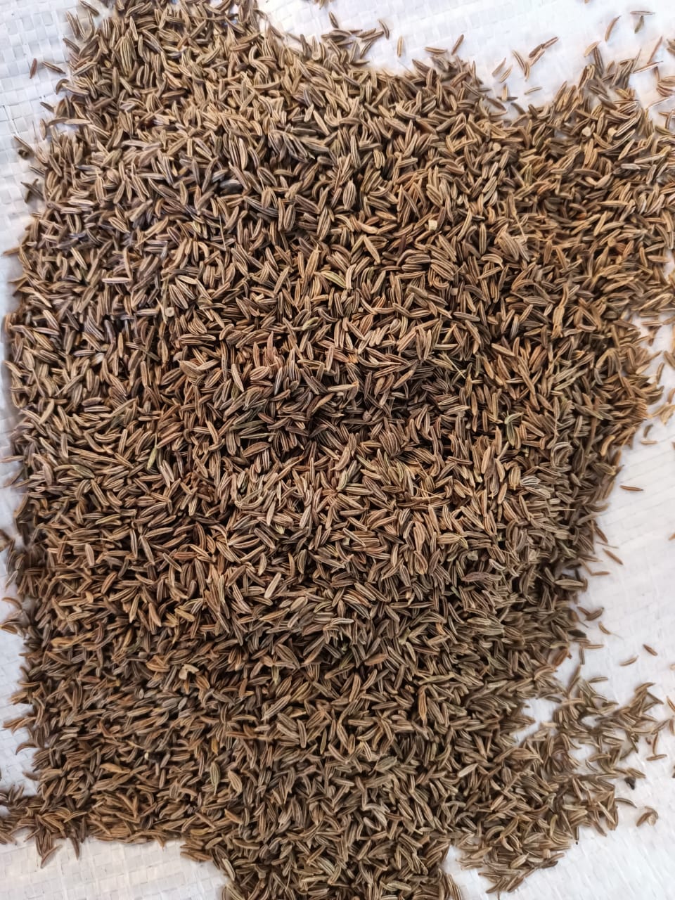Caraway