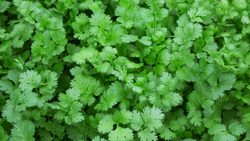 Coriander leaves Coriander leaves