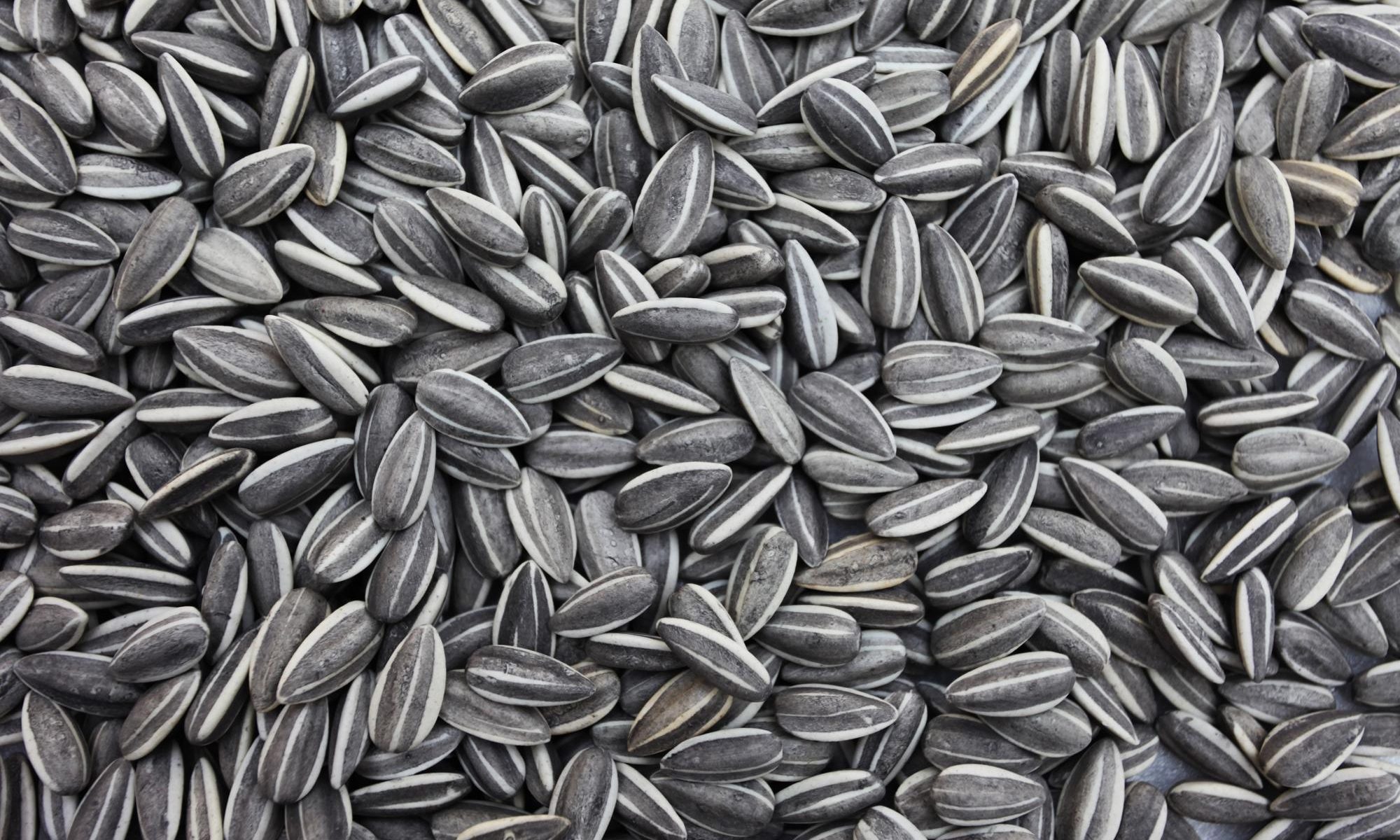 Sunflower Seeds Stripped Sunflower Seeds Stripped